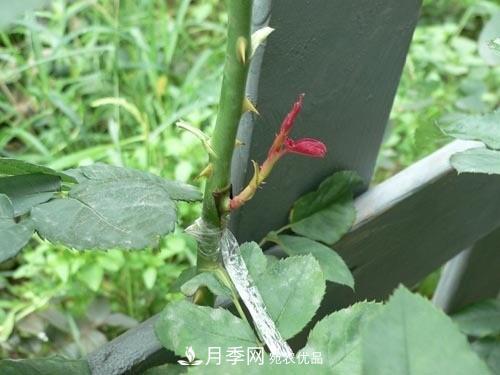 想要多色月季花？一個(gè)方法滿足你(圖1)