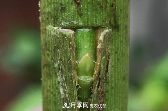 想要多色月季花？一個(gè)方法滿足你(圖3)