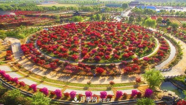 中國十大月季園盤點！賞月季不能錯過(圖2)