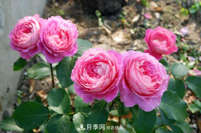 夏季盆栽月季養(yǎng)護要點都在這里了！(圖1)