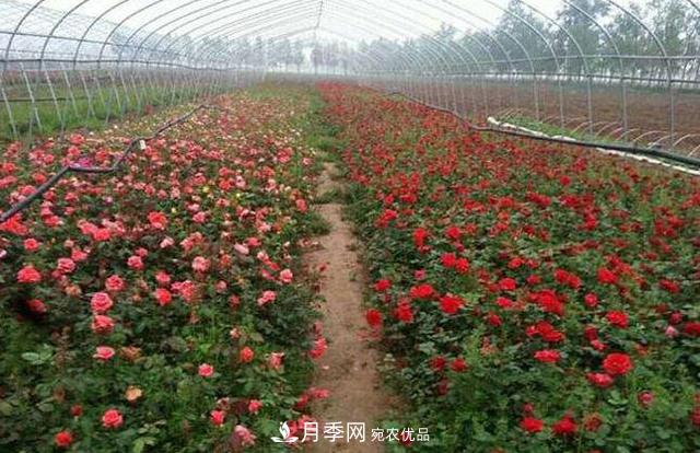 花木人，你所不知道的月季小苗價格(圖2)