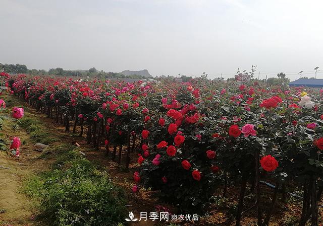 樹狀月季***新批發(fā)價(jià)格！風(fēng)靡高端月季市場的月季樹好在呢？(圖3)