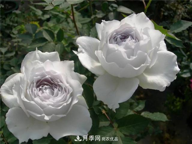 這幾款月季品種，你可能聽都沒聽說過！(圖2)
