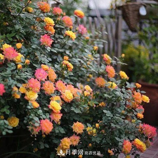 這幾款月季品種，你可能聽都沒聽說過！(圖3)