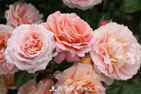 8款好聞好養(yǎng)的月季花，香氣濃郁開花滿屋香(圖2)