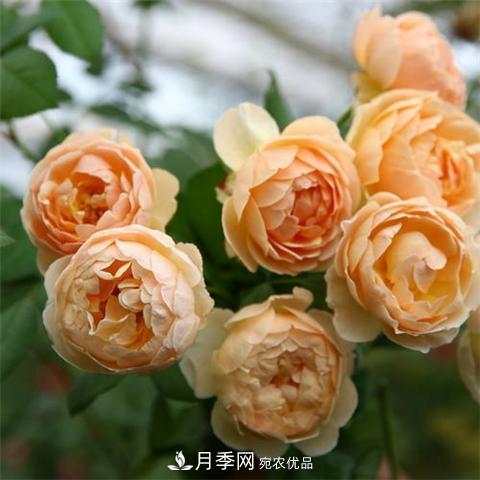 8款好聞好養(yǎng)的月季花，香氣濃郁開花滿屋香(圖1)