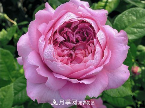 8款好聞好養(yǎng)的月季花，香氣濃郁開花滿屋香(圖4)