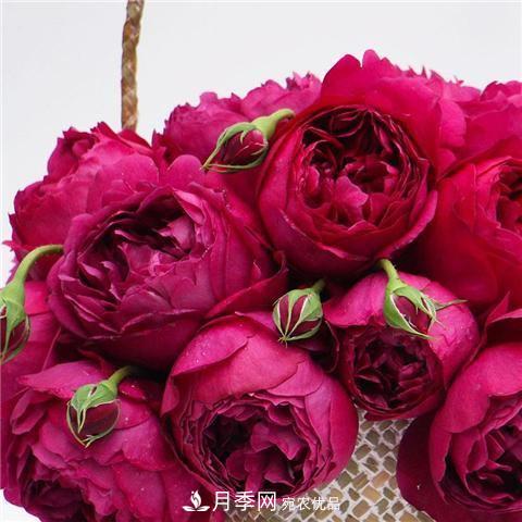 8款好聞好養(yǎng)的月季花，香氣濃郁開花滿屋香(圖3)