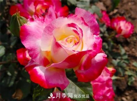 8款好聞好養(yǎng)的月季花，香氣濃郁開花滿屋香(圖8)
