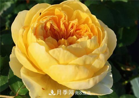 8款好聞好養(yǎng)的月季花，香氣濃郁開花滿屋香(圖9)