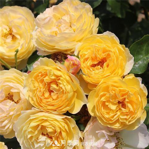 8款好聞好養(yǎng)的月季花，香氣濃郁開花滿屋香(圖10)