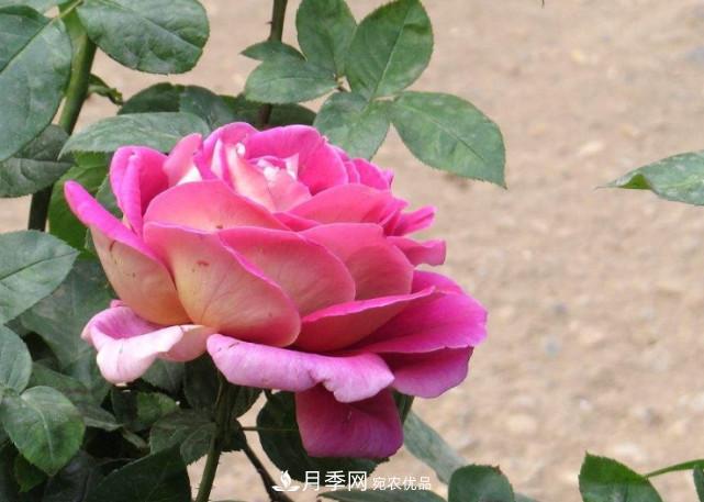 夏季月季悶根要換盆？注意這幾點(diǎn)能少走彎路(圖1)