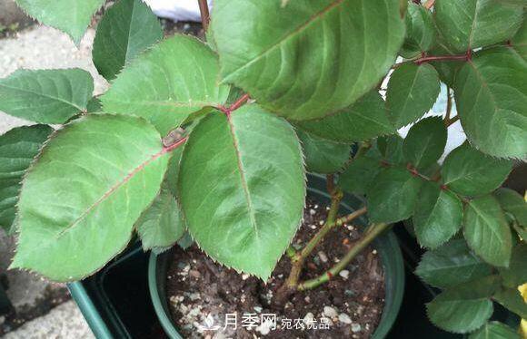 夏季月季悶根要換盆？注意這幾點(diǎn)能少走彎路(圖3)