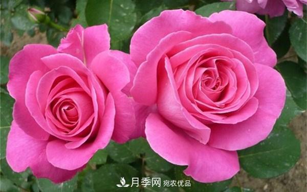 想要月季在秋季爆盆？夏季的這件事要提前準(zhǔn)備(圖2)