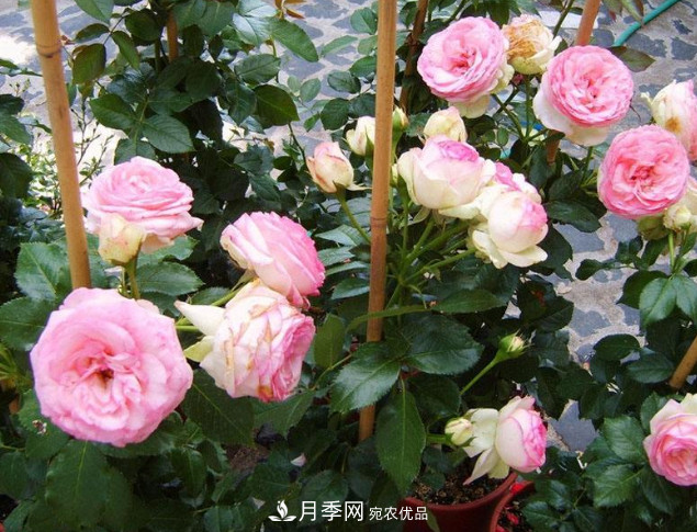 想要月季在秋季爆盆？夏季的這件事要提前準(zhǔn)備(圖1)