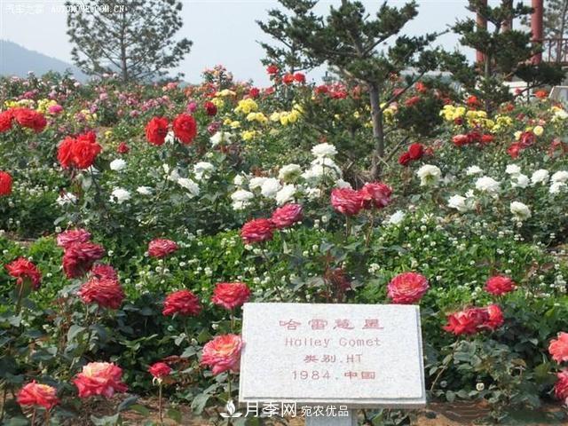 月季花有兩萬(wàn)多個(gè)品種，它的類別原來(lái)是這樣劃分的(圖1)