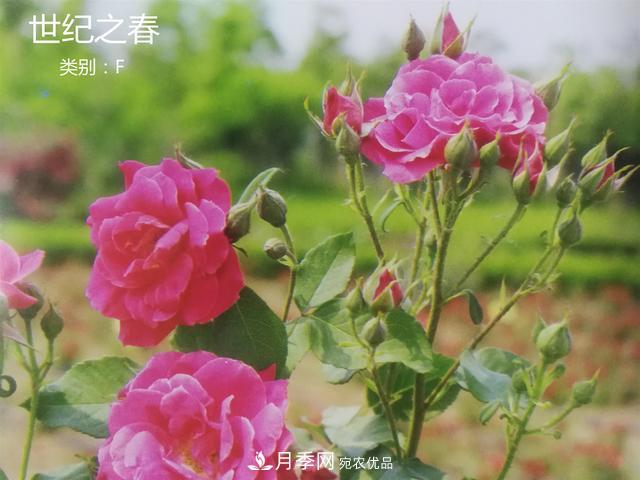 月季花有兩萬(wàn)多個(gè)品種，它的類別原來(lái)是這樣劃分的(圖4)