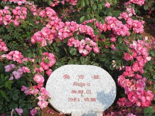 月季花有兩萬(wàn)多個(gè)品種，它的類別原來(lái)是這樣劃分的(圖5)