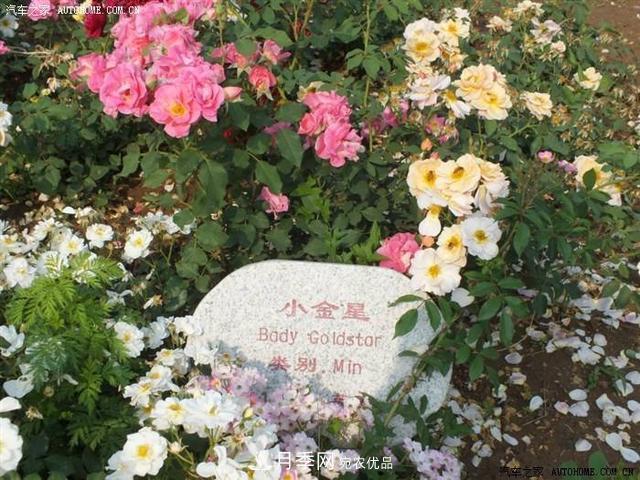 月季花有兩萬(wàn)多個(gè)品種，它的類別原來(lái)是這樣劃分的(圖6)