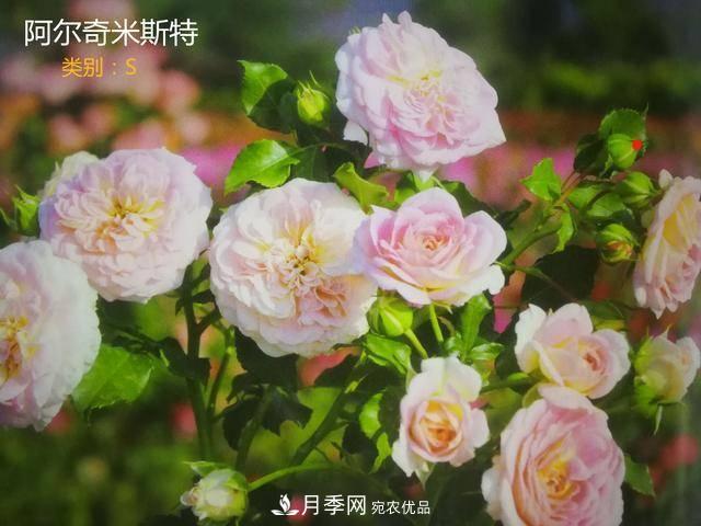 月季花有兩萬(wàn)多個(gè)品種，它的類別原來(lái)是這樣劃分的(圖7)