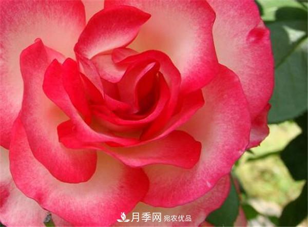 花友作業(yè)，一分鐘看懂月季(圖1)