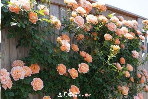 廣東種月季，首選這15個品種，一年花開10個月！(圖1)