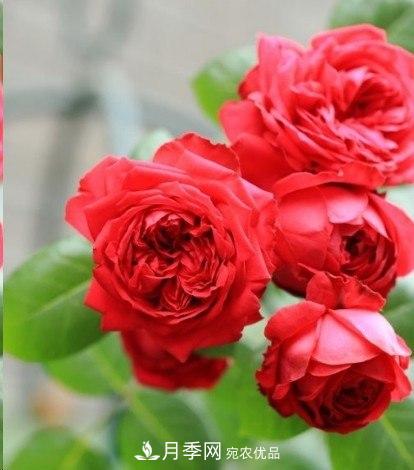 廣東種月季，首選這15個品種，一年花開10個月！(圖3)