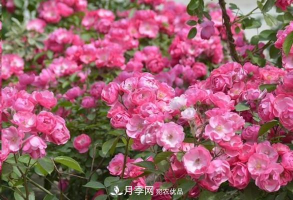 廣東種月季，首選這15個品種，一年花開10個月！(圖4)