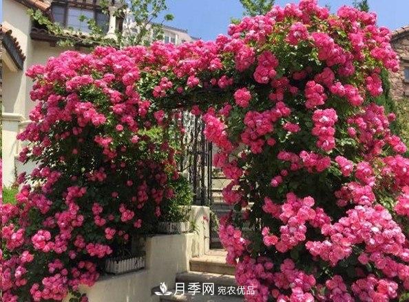 廣東種月季，首選這15個品種，一年花開10個月！(圖5)