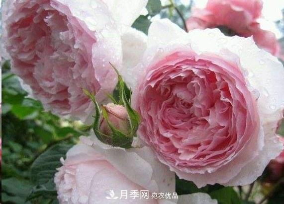 廣東種月季，首選這15個品種，一年花開10個月！(圖7)