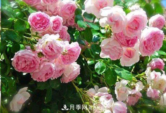 廣東種月季，首選這15個品種，一年花開10個月！(圖6)
