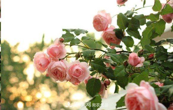 廣東種月季，首選這15個品種，一年花開10個月！(圖8)