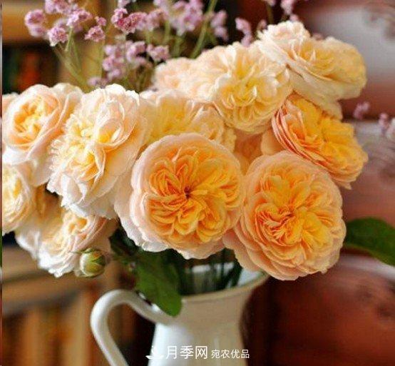 廣東種月季，首選這15個品種，一年花開10個月！(圖10)
