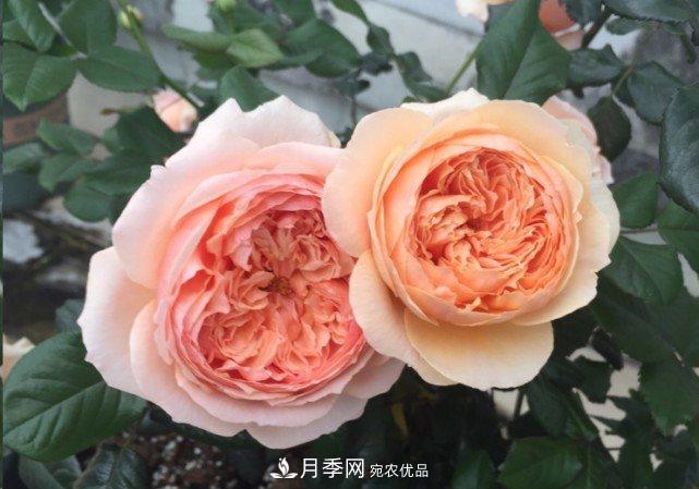 廣東種月季，首選這15個品種，一年花開10個月！(圖12)