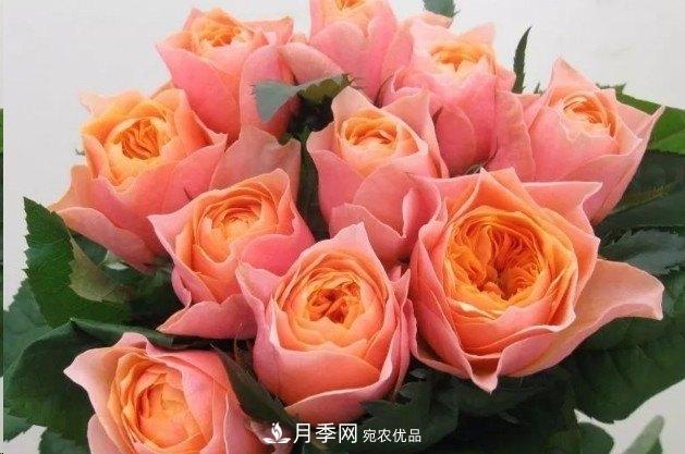 廣東種月季，首選這15個品種，一年花開10個月！(圖13)
