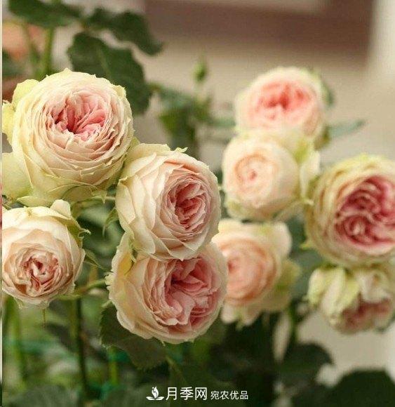 廣東種月季，首選這15個品種，一年花開10個月！(圖14)
