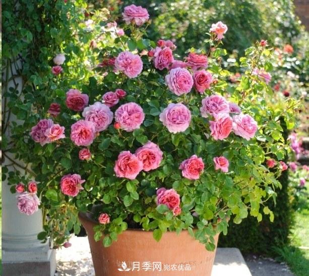 廣東種月季，首選這15個品種，一年花開10個月！(圖16)