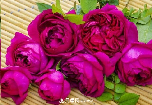 廣東種月季，首選這15個品種，一年花開10個月！(圖15)