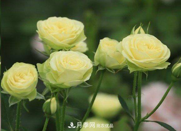 廣東種月季，首選這15個品種，一年花開10個月！(圖17)