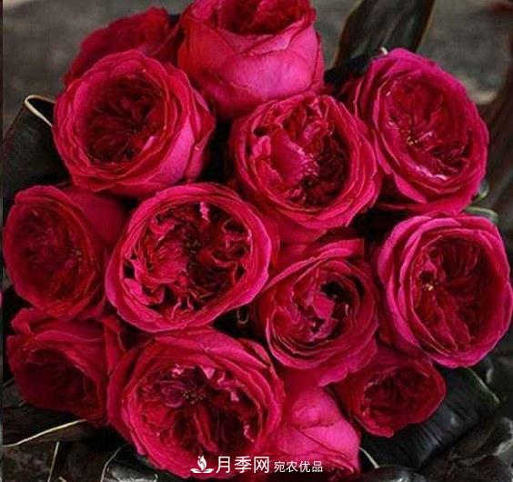 廣東種月季，首選這15個品種，一年花開10個月！(圖18)