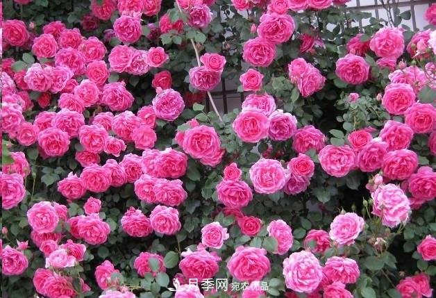 廣東種月季，首選這15個品種，一年花開10個月！(圖2)