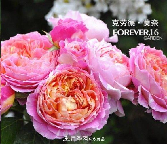 廣東種月季，首選這15個品種，一年花開10個月！(圖11)