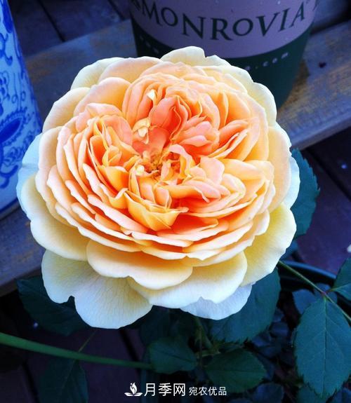 審美觀不同，哪些月季花品種是花友公認(rèn)必備的？(圖5)