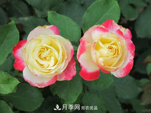 審美觀不同，哪些月季花品種是花友公認(rèn)必備的？(圖1)