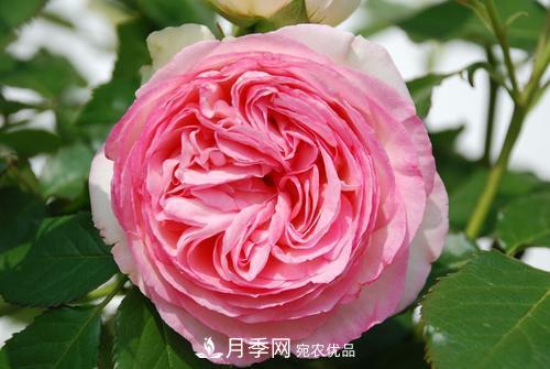 審美觀不同，哪些月季花品種是花友公認(rèn)必備的？(圖4)