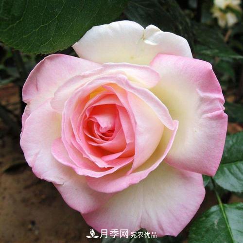 月季的養(yǎng)護(hù)的關(guān)鍵季節(jié)，夏季養(yǎng)護(hù)得當(dāng)開花不斷！(圖1)