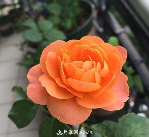 月季的養(yǎng)護(hù)的關(guān)鍵季節(jié)，夏季養(yǎng)護(hù)得當(dāng)開花不斷！(圖2)