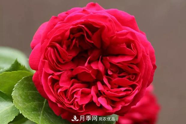 紅色沙龍寶石月季日常如何養(yǎng)護管理？(圖1)