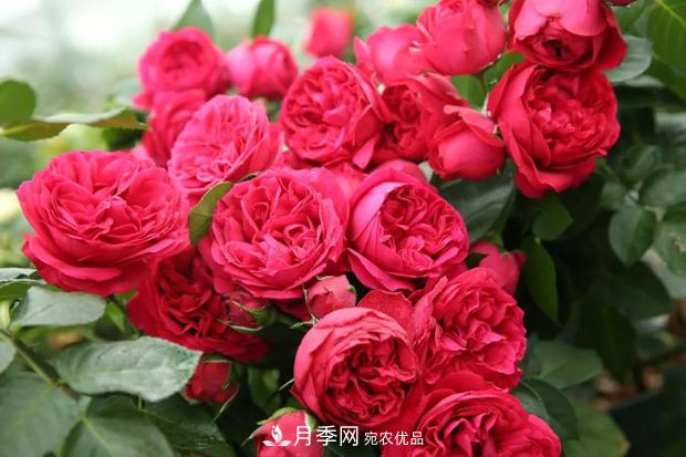此款月季，夏天不怕曬，人人見了都夸美，猜猜是什么(圖2)