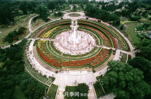 中國十大月季園盤點！賞月季不能錯過(圖1)